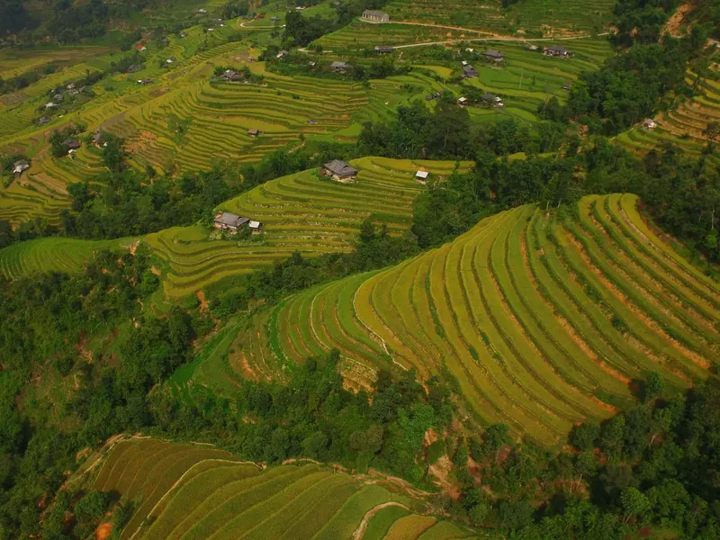 Rizières en terrasses dorées dans les montagnes de Ha Giang